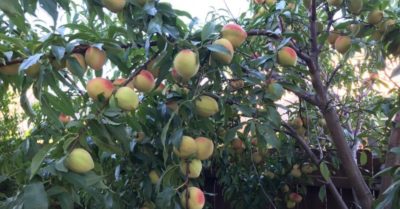 Làm vườn trong phố: Câu chuyện của một cặp vợ chồng tại nước Mỹ