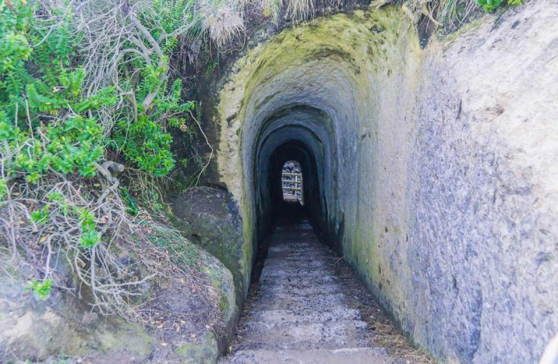 Bãi biển &quot;trinh trắng&quot; và đường hầm phụ tử ở Dunedin, New Zealand