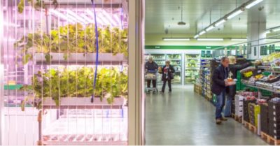 Infarm – mô hình trồng rau tươi ngon ngay tại siêu thị