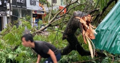 Chuyên viên Phòng Giáo dục qua đời sau 2 ngày bị cành cây gãy rơi trúng