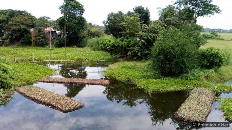 Những khu vườn trên sông nước ở Bangladesh
