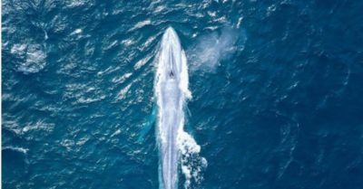 Cá voi xanh xuất hiện ở ngoài khơi Sydney