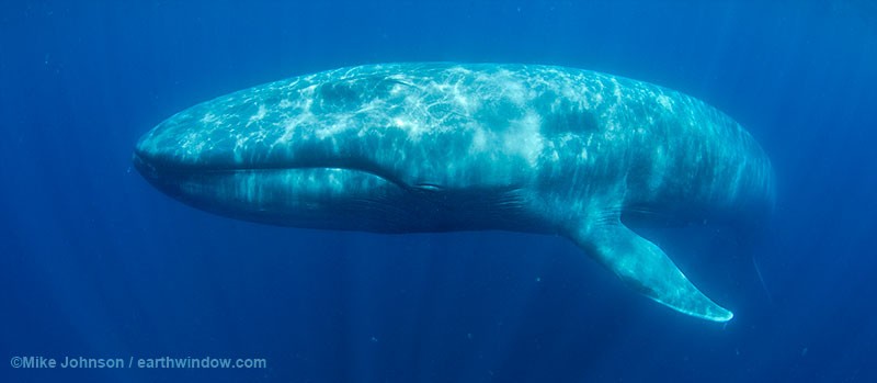 3152-bluewwhale