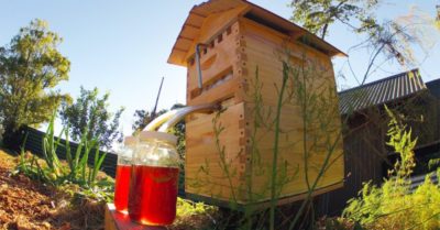 Kiên trì: Mật chảy (Flow Hive), thành công, 10 triệu đô tiền thưởng
