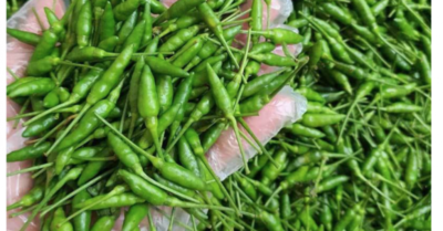 Ớt gió Hà Giang giá chát từ 500.000-1.000.000 đồng/kg vẫn cháy hàng