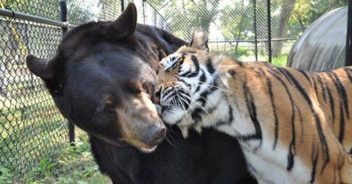 bộ ba động vật gấu - hổ - sư tử gắn bó bên nhau
