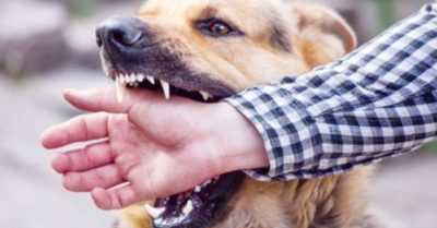 Người đàn ông chết trong cơn dại, sau hơn 1 tháng từ khi bị chó cắn