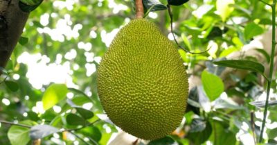 Mít còn được gọi là ‘Quả cứu đói’ ở Sri Lanka